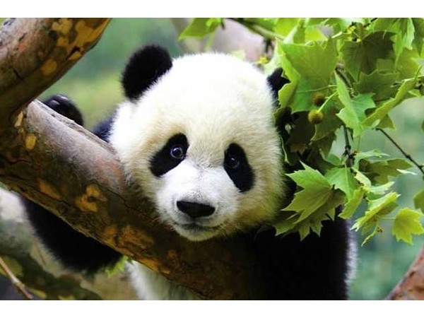 熊貓直播涼了，智能鎖廠商要吸取哪些教訓